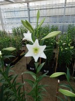 [4123 Bright Tower ST No01.JPG]